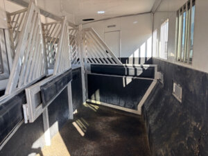 Interior of a 2019 Bloomer 5 Horse trailer with padded dividers, rubber mat flooring, barred windows, and sunlight streaming in, creating a clean, organized space for safely transporting horses. -Stillwater Trailer Sales